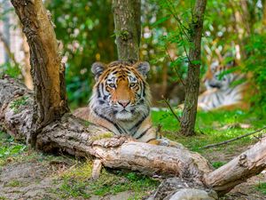 Превью обои сибирский тигр, хищник, большая кошка, дерево