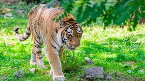 Превью обои сибирский тигр, хищник, большая кошка, лапа, трава