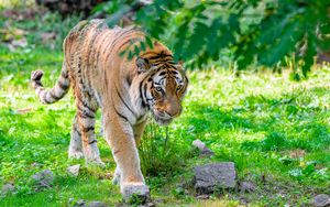 Превью обои сибирский тигр, хищник, большая кошка, лапа, трава