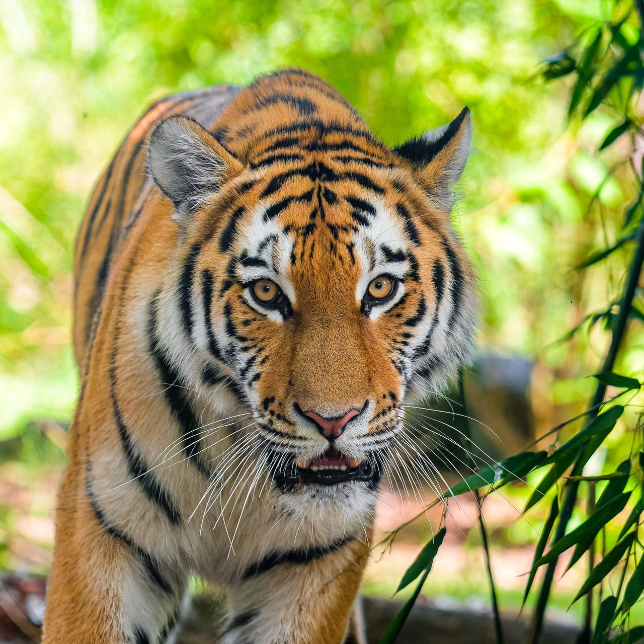 Самый Красивый Тигр В Мире
