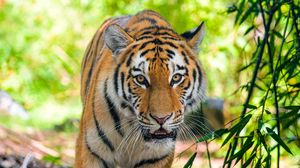 Превью обои сибирский тигр, хищник, большая кошка, глаза