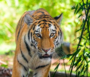 Превью обои сибирский тигр, хищник, большая кошка, глаза