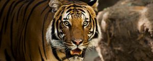 Превью обои сибирский тигр, хищник, дикая кошка