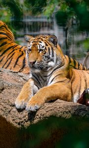 Превью обои сибирский тигр, поза, лапы, хищник, большая кошка