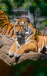 Превью обои сибирский тигр, поза, лапы, хищник, большая кошка