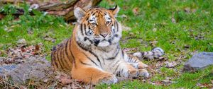 Превью обои сибирский тигр, поза, трава, хищник, большая кошка