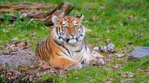 Превью обои сибирский тигр, поза, трава, хищник, большая кошка