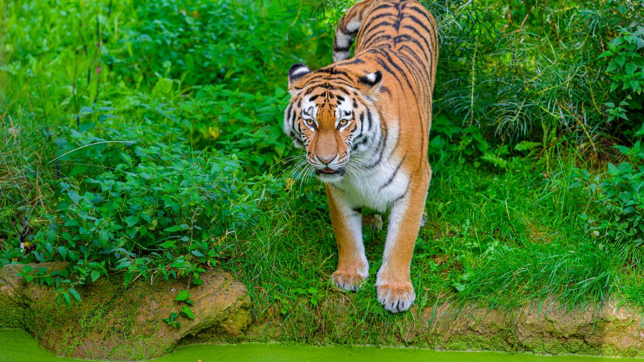 Обои сибирский тигр, тигр, хищник, большая кошка, берег, трава