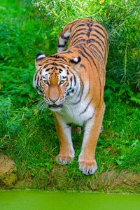 Превью обои сибирский тигр, тигр, хищник, большая кошка, берег, трава