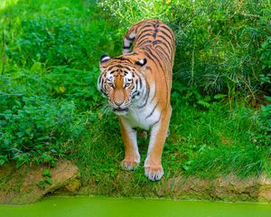 Превью обои сибирский тигр, тигр, хищник, большая кошка, берег, трава