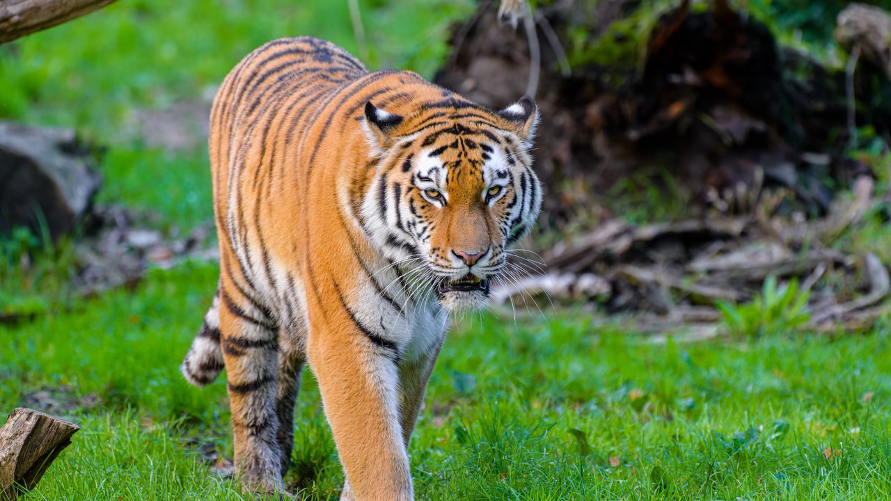 Обои сибирский тигр, тигр, хищник, большая кошка, дикий, трава