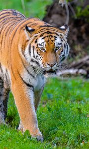 Превью обои сибирский тигр, тигр, хищник, большая кошка, дикий, трава