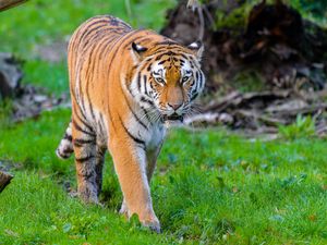 Превью обои сибирский тигр, тигр, хищник, большая кошка, дикий, трава
