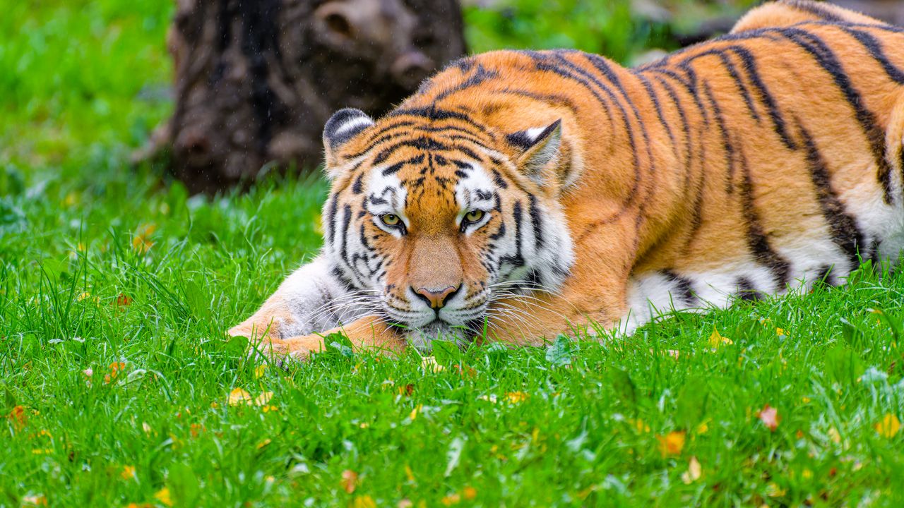 Обои сибирский тигр, тигр, хищник, большая кошка, трава, дикая природа