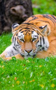 Превью обои сибирский тигр, тигр, хищник, большая кошка, трава, дикая природа