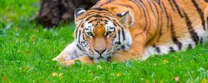 Превью обои сибирский тигр, тигр, хищник, большая кошка, трава, дикая природа