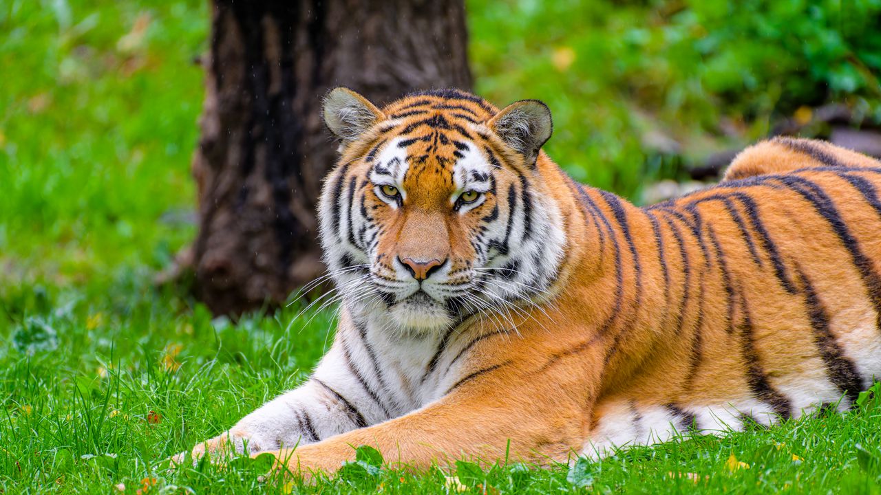 Обои сибирский тигр, тигр, хищник, большая кошка, трава, дикое животное