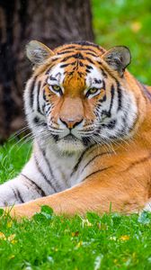 Превью обои сибирский тигр, тигр, хищник, большая кошка, трава, дикое животное