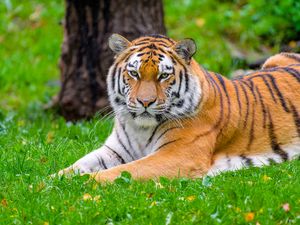 Превью обои сибирский тигр, тигр, хищник, большая кошка, трава, дикое животное