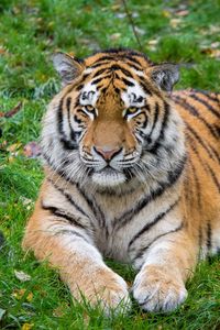 Превью обои сибирский тигр, тигр, хищник, большая кошка, лежит