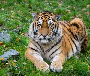 Превью обои сибирский тигр, тигр, хищник, большая кошка, лежит
