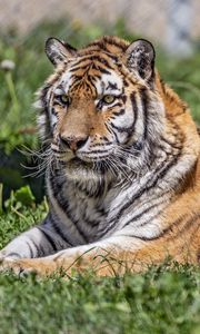 Превью обои сибирский тигр, тигр, хищник, большая кошка, трава