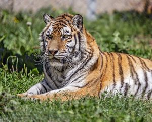 Превью обои сибирский тигр, тигр, хищник, большая кошка, трава