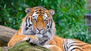 Превью обои сибирский тигр, тигр, хищник, большая кошка, камень