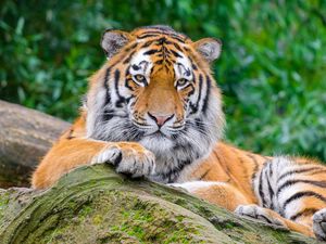 Превью обои сибирский тигр, тигр, хищник, большая кошка, камень