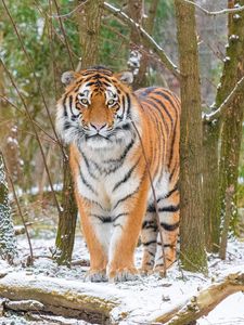 Превью обои сибирский тигр, тигр, хищник, большая кошка, снег, деревья