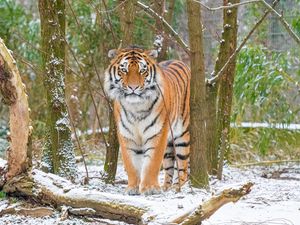 Превью обои сибирский тигр, тигр, хищник, большая кошка, снег, деревья