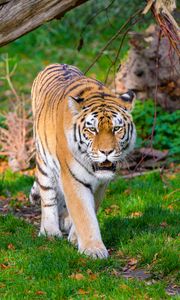 Превью обои сибирский тигр, тигр, хищник, большая кошка, трава, движение