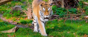 Превью обои сибирский тигр, тигр, хищник, большая кошка, трава, движение