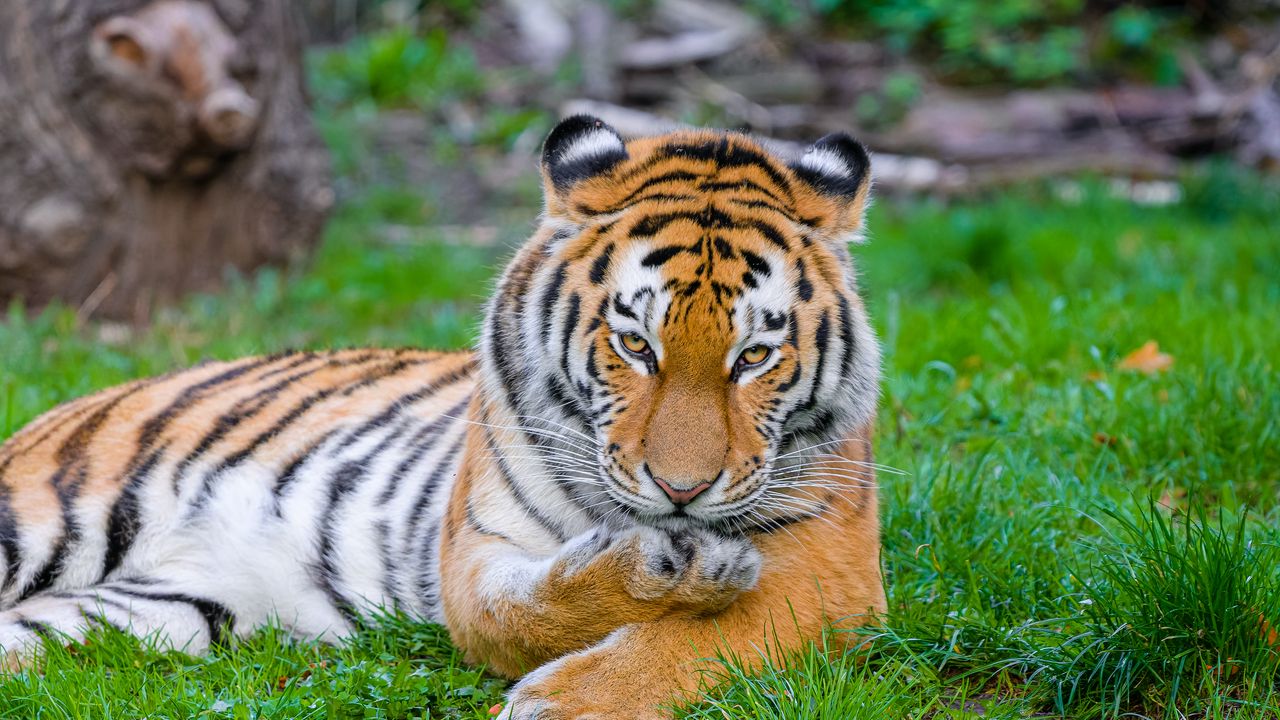 Обои сибирский тигр, тигр, хищник, большая кошка, трава, лапа