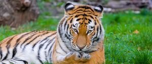 Превью обои сибирский тигр, тигр, хищник, большая кошка, трава, лапа