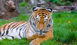 Превью обои сибирский тигр, тигр, хищник, большая кошка, трава, лапа