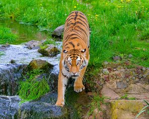 Превью обои сибирский тигр, тигр, хищник, большая кошка, ручей, движение