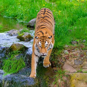 Превью обои сибирский тигр, тигр, хищник, большая кошка, ручей, движение