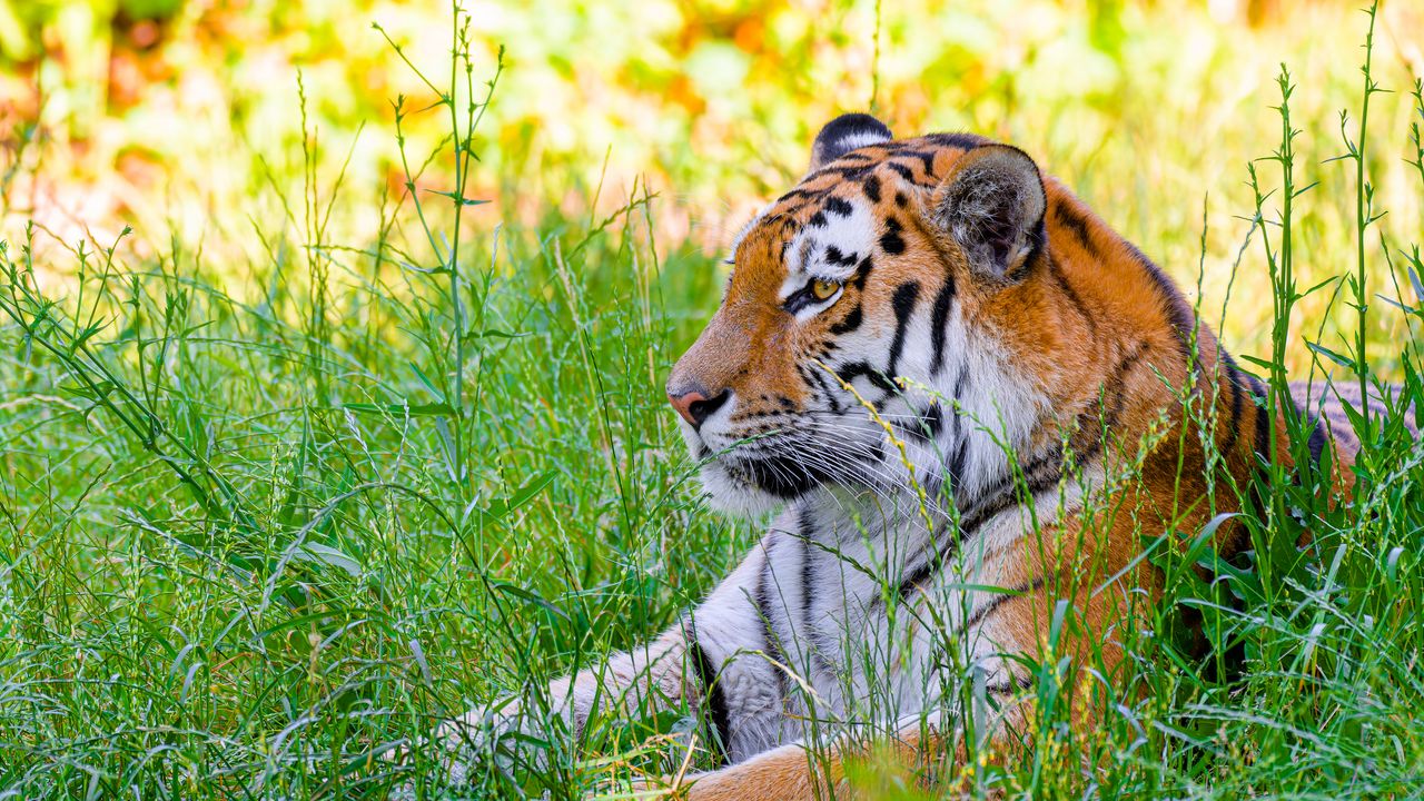 Обои сибирский тигр, тигр, хищник, большая кошка, трава, дикий