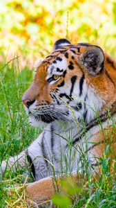 Превью обои сибирский тигр, тигр, хищник, большая кошка, трава, дикий