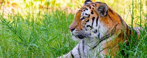 Превью обои сибирский тигр, тигр, хищник, большая кошка, трава, дикий