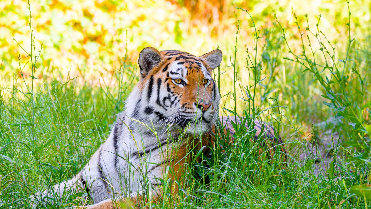 Обои сибирский тигр, тигр, хищник, большая кошка, трава, полосатый