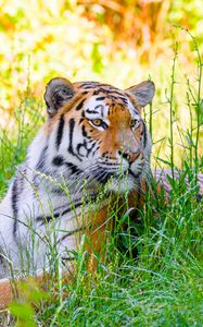 Превью обои сибирский тигр, тигр, хищник, большая кошка, трава, полосатый