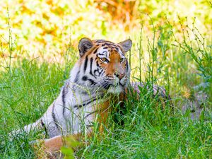 Превью обои сибирский тигр, тигр, хищник, большая кошка, трава, полосатый