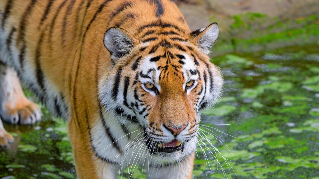 Обои сибирский тигр, тигр, хищник, полосатый, большая кошка, трава