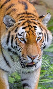 Превью обои сибирский тигр, тигр, хищник, полосатый, большая кошка, трава