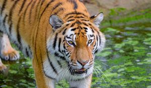 Превью обои сибирский тигр, тигр, хищник, полосатый, большая кошка, трава