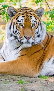 Превью обои сибирский тигр, тигр, хищник, большая кошка, ветки