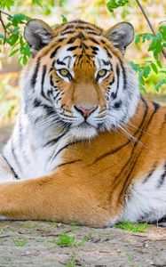 Превью обои сибирский тигр, тигр, хищник, большая кошка, ветки