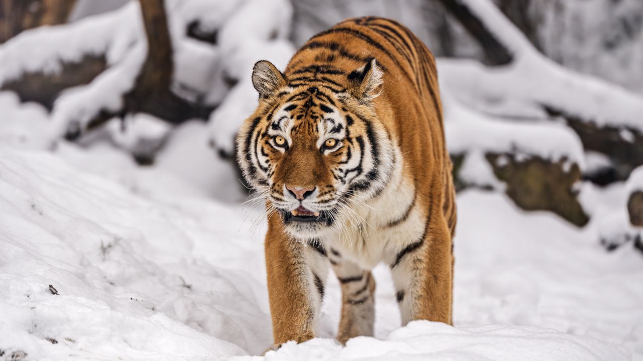 Обои сибирский тигр, тигрица, большая кошка, хищник, снег